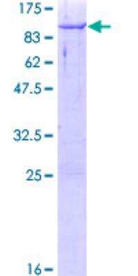 SDS-PAGE: Recombinant Human CBFA2T3 GST (N-Term) Protein [H00000863-P01]