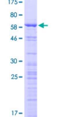 SDS-PAGE: Recombinant Human CCDC137 GST (N-Term) Protein [H00339230-P01]