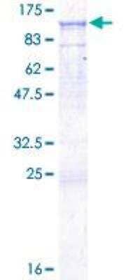 SDS-PAGE: Recombinant Human CD19 GST (N-Term) Protein [H00000930-P01]