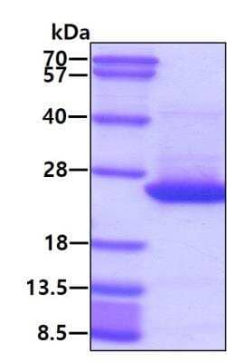 SDS-PAGE: Recombinant Human CDC42 T7 Protein [NBP1-30243]