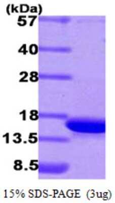 SDS-PAGE: Recombinant Human CDK2AP1 His Protein [NBP1-40398]