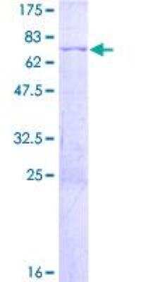 SDS-PAGE: Recombinant Human CEBP Beta GST (N-Term) Protein [H00001051-P01]