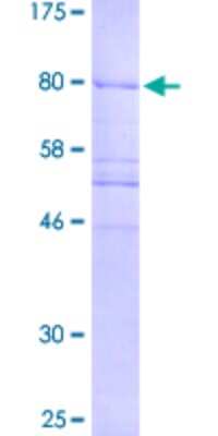 SDS-PAGE: Recombinant Human CEP57 GST (N-Term) Protein [H00009702-P02]