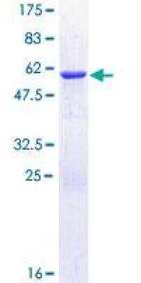 SDS-PAGE: Recombinant Human CHMP1B GST (N-Term) Protein [H00057132-P01]