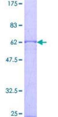 SDS-PAGE: Recombinant Human CISH/CIS-1 GST (N-Term) Protein [H00001154-P02]