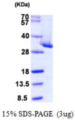 SDS-PAGE: Recombinant Human CLIC4 His Protein [NBP1-51032]