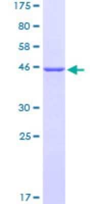 SDS-PAGE: Recombinant Human COMMD3 GST (N-Term) Protein [H00023412-P02]