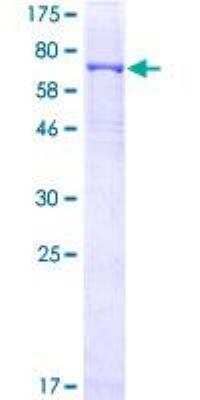 SDS-PAGE: Recombinant Human CRBN GST (N-Term) Protein [H00051185-P01]