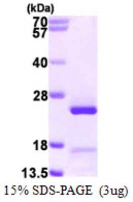 SDS-PAGE: Recombinant Human CRIF1 His Protein [NBP1-72519]