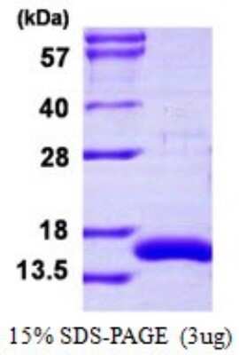 SDS-PAGE: Recombinant Human CRIPT His Protein [NBP1-98982]