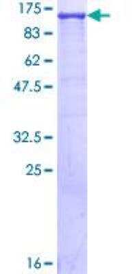 SDS-PAGE: Recombinant Human CRM1 GST (N-Term) Protein [H00007514-P01]