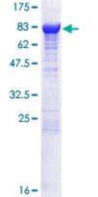 SDS-PAGE: Recombinant Human CRMP2 GST (N-Term) Protein [H00001808-P01]