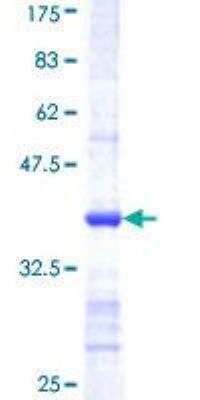 SDS-PAGE: Recombinant Human CSAD GST (N-Term) Protein [H00051380-Q01]