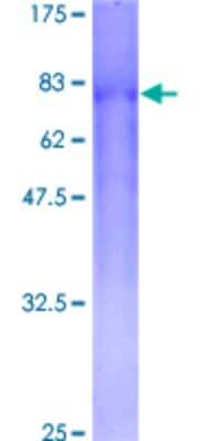 SDS-PAGE: Recombinant Human CSGALNACT2 GST (N-Term) Protein [H00055454-P01]