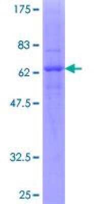 SDS-PAGE: Recombinant Human CXCR2/IL-8RB GST (N-Term) Protein [H00003579-P01]