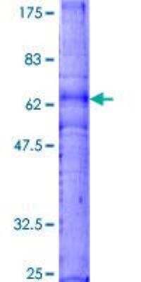 SDS-PAGE: Recombinant Human CXCR3 GST (N-Term) Protein [H00002833-P01]