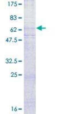 SDS-PAGE: Recombinant Human CXCR4 GST (N-Term) Protein [H00007852-P01]