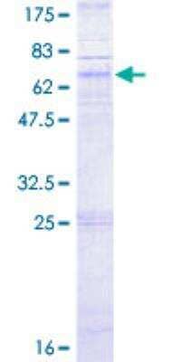 SDS-PAGE: Recombinant Human CXCR5 GST (N-Term) Protein [H00000643-P01]