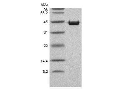 SDS-PAGE: Recombinant Human Troponin T Type 2 (cardiac) Protein [NBP2-61383]