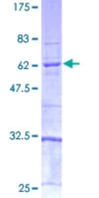 SDS-PAGE: Recombinant Human Caspase-4 GST (N-Term) Protein [H00000837-P01]