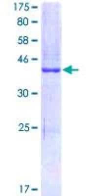 SDS-PAGE: Recombinant Human Claudin-1 GST (N-Term) Protein [H00009076-P01]