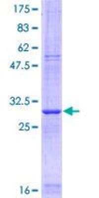 SDS-PAGE: Recombinant Human Claudin-5 GST (N-Term) Protein [H00007122-Q01]