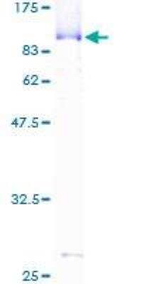 SDS-PAGE: Recombinant Human Cleavage stimulation factor 2 GST (N-Term) Protein [H00001478-P01]