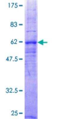 SDS-PAGE: Recombinant Human Complement Component C5aR1 GST (N-Term) Protein [H00000728-P02]