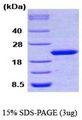 SDS-PAGE: Recombinant Human Cyclophilin-F His Protein [NBC1-18533]