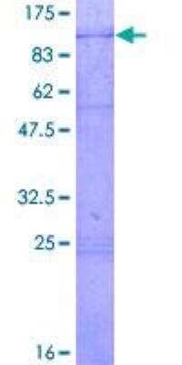 SDS-PAGE: Recombinant Human DDX3X GST (N-Term) Protein [H00001654-P01]