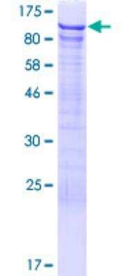 SDS-PAGE: Recombinant Human DDX42 GST (N-Term) Protein [H00011325-P01]