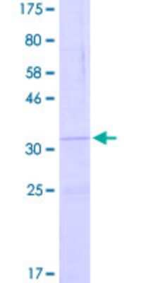 SDS-PAGE: Recombinant Human DEFB109P1B GST (N-Term) Protein [H00641517-P01]