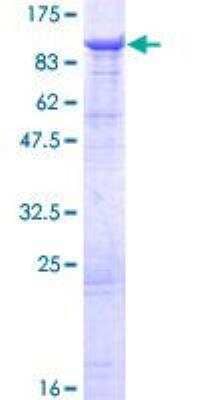 SDS-PAGE: Recombinant Human DHX58 GST (N-Term) Protein [H00079132-P01]