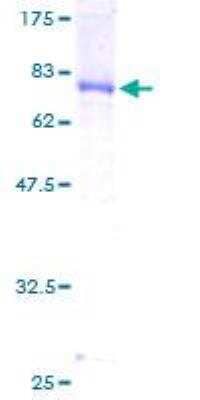 SDS-PAGE: Recombinant Human DNAJA2 GST (N-Term) Protein [H00010294-P01]