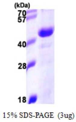 SDS-PAGE: Recombinant Human DNAJB11 His Protein [NBP1-51055]