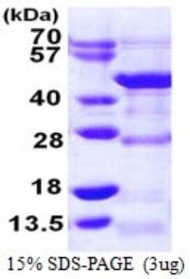 SDS-PAGE: Recombinant Human DRG1 His Protein [NBP1-72377]