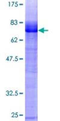 SDS-PAGE: Recombinant Human EGLN2/PHD1 GST (N-Term) Protein [H00112398-P01]