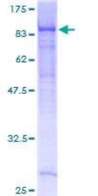 SDS-PAGE: Recombinant Human EHD4 GST (N-Term) Protein [H00030844-P01]