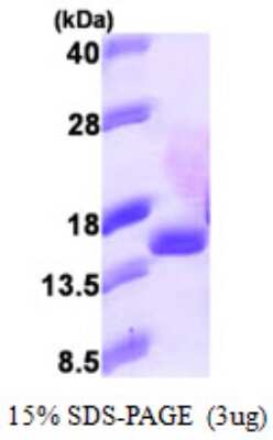 SDS-PAGE: Recombinant Human EIF1B His Protein [NBP1-51033]