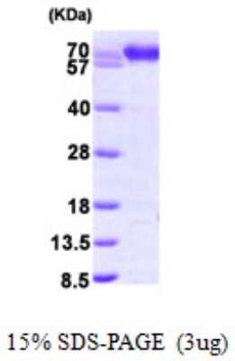 SDS-PAGE: Recombinant Human ERp72 His Protein [NBP1-48332]