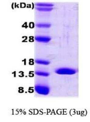 SDS-PAGE: Recombinant Human FABP4/A-FABP Protein [NBC1-18492]