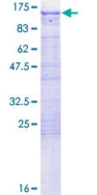 SDS-PAGE: Recombinant Human FE65 GST (N-Term) Protein [H00000322-P01]