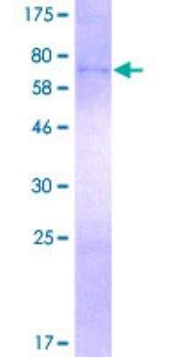 SDS-PAGE: Recombinant Human FECH GST (N-Term) Protein [H00002235-P01]