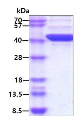 SDS-PAGE: Recombinant Human FIH-1/HIF-1AN Protein [NBC1-22596]