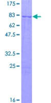 SDS-PAGE: Recombinant Human FMNL1 GST (N-Term) Protein [H00000752-P01]