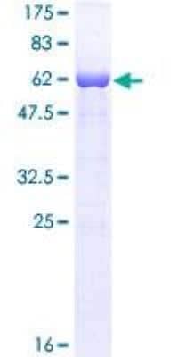 SDS-PAGE: Recombinant Human FMRP GST (N-Term) Protein [H00002332-P01]