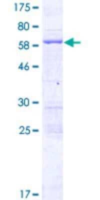 SDS-PAGE: Recombinant Human FSD1L GST (N-Term) Protein [H00083856-P02]