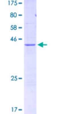 SDS-PAGE: Recombinant Human FUNDC2 GST (N-Term) Protein [H00065991-P01]