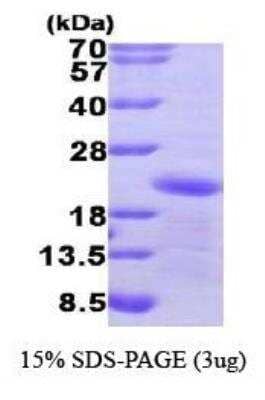 SDS-PAGE: Recombinant Human GADD45 alpha His Protein [NBP1-44475]