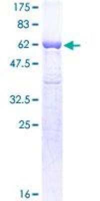 SDS-PAGE: Recombinant Human GAPDH GST (N-Term) Protein [H00002597-P02]